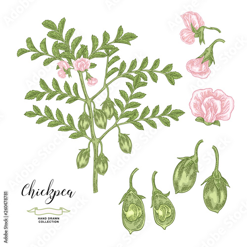 Chickpea plant isolated on white background. Chickpea flowers, pods and seeds collection. Hand drawn legumes. Vector illustration.