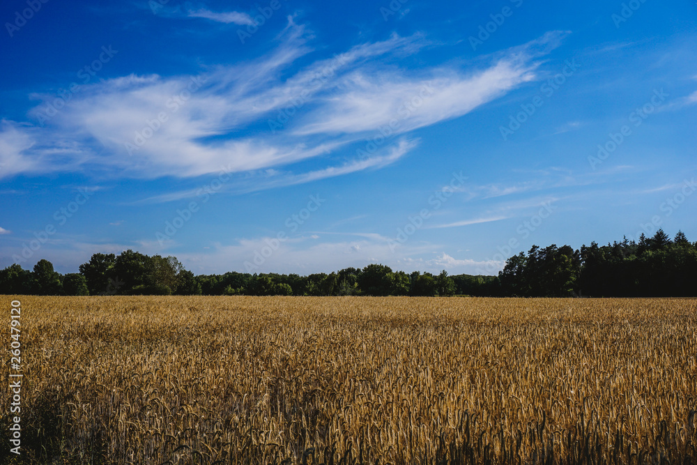 Rural landscape with wheat fields and background. Rural landscape with wheat fields and background.