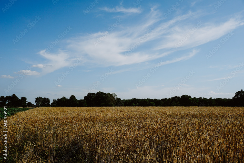 Rural landscape with wheat fields and background.