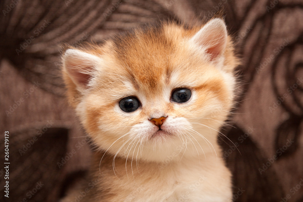 Head of a cute Golden ticked little British cat close-up, portrait of a Golden kitten
