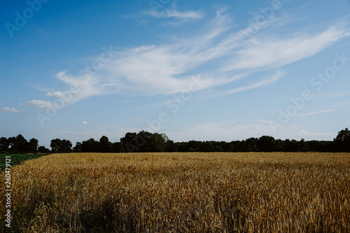 Rural landscape with wheat fields and background.