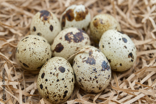 Quail spotted eggs lie on paper strips in the form of hay