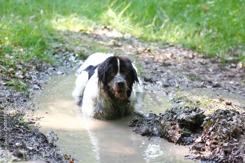 Dog in the mud