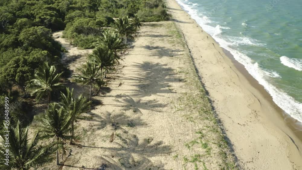 Aerial, palms on Wangetti sand beach in Cairns in Queensland, Australia Aerial, palms on Wangetti sand beach in Cairns in Queensland, Australia