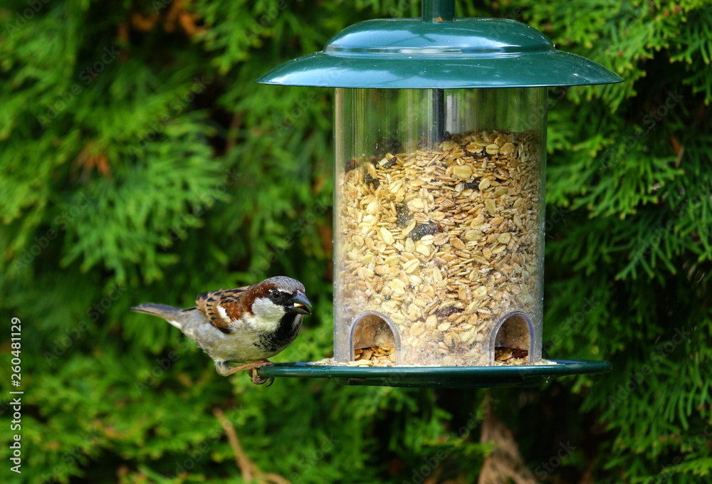 Naklejka premium Sperling,Spatz,Garten,Lebensraum