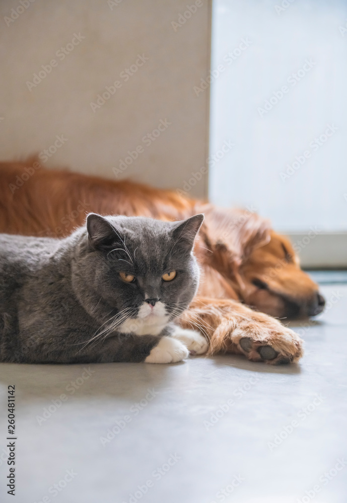 British short-haired cats and golden retriever dogs get along amicably