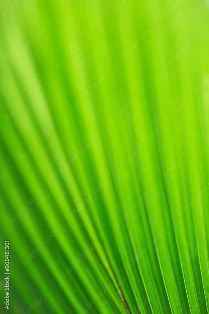 Green leaf with vertical lines Green leaf with vertical lines