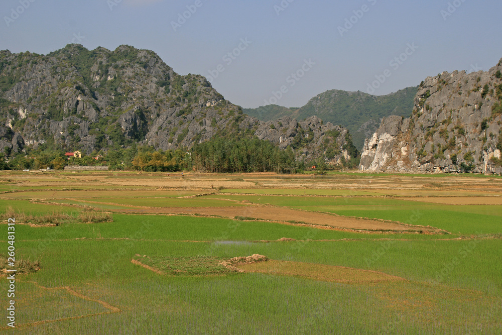 Rice fields in North Vietnam - obrazy, fototapety, plakaty 