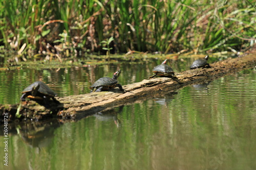 Turtles on a log © jennifer