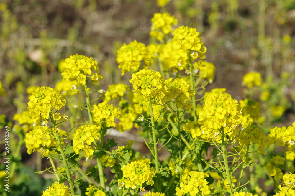 Obraz premium 黄色い花