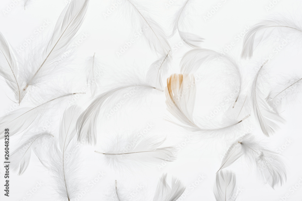 Fototapeta premium seamless background with grey lightweight faint feathers isolated on white