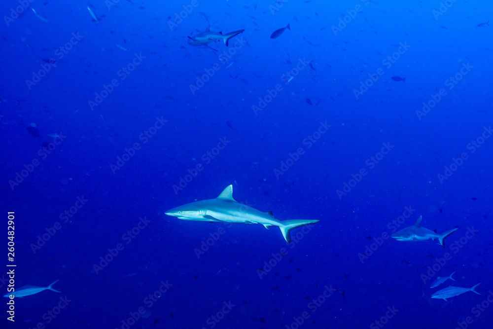 Fototapeta premium Diving the Maldives