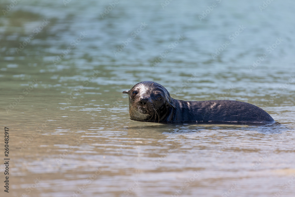 Fototapeta premium Seal puppy playing in pool, New Zealand