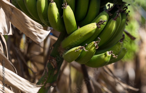 Abunch of spicy bananas on a spring plantation close up photo