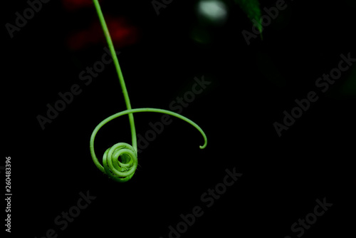 The  tendril of the gourd is like a hand used to hold things.