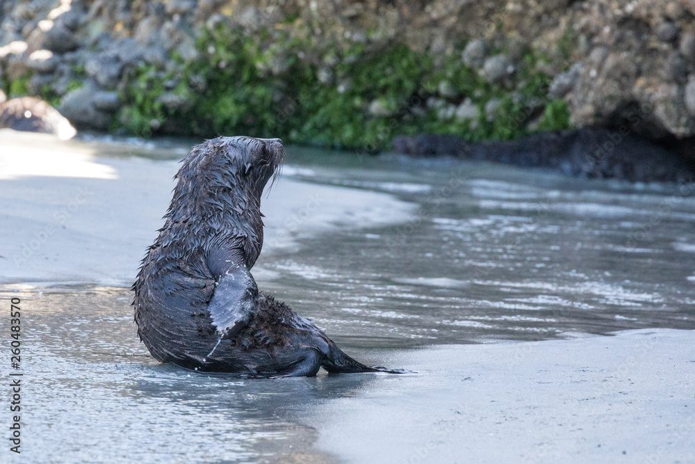 Naklejka premium Seal pups playing in pool, New Zealand
