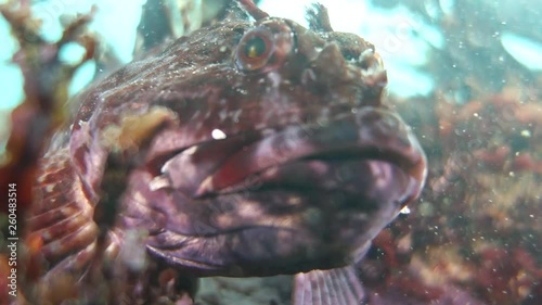 Close up: Lockdown of Tompot Blenny Rockpool Fish Resting in Monterey, California photo