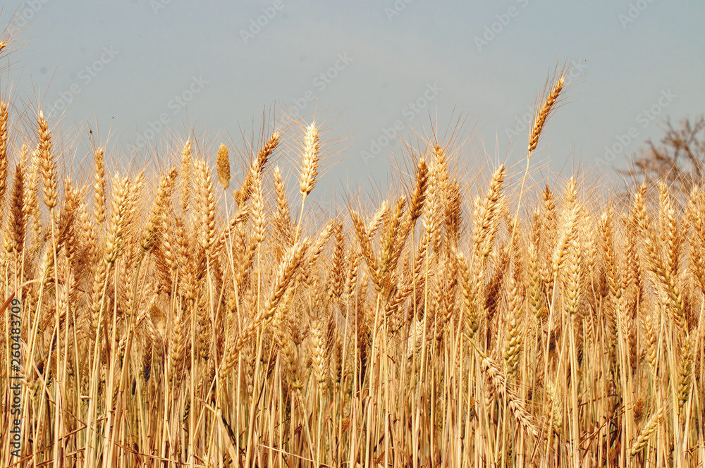 Golden spike of the wheat crop Golden spike of the wheat crop