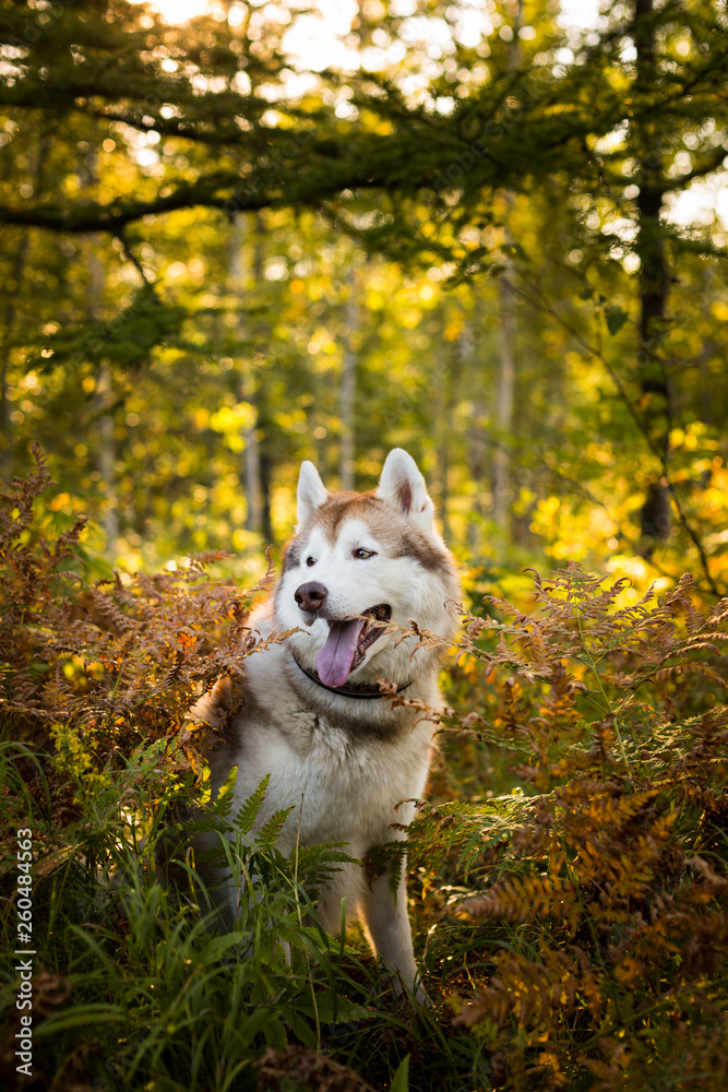 Portrait of beautiful siberian husky dog with brown eyes sitting in fern grass in the forest at sunset in fall