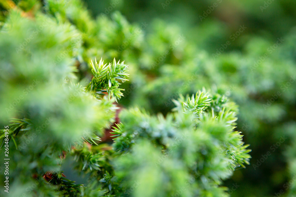 green prickly branches of a fur-tree or pine green prickly branches of a fur-tree or pine