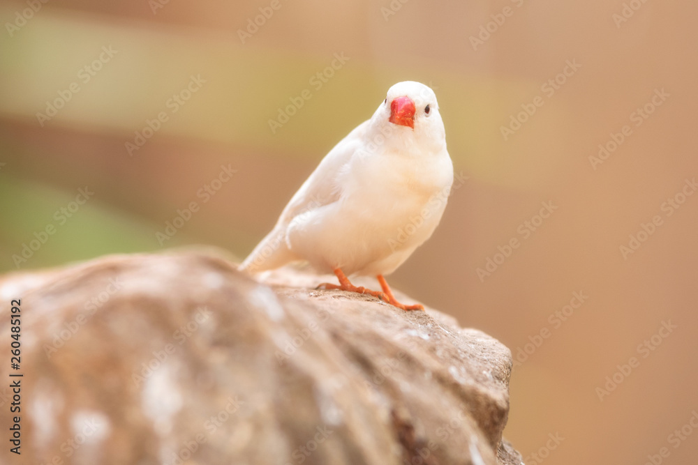Obraz premium Small Cute bird, finch bird on the tree branch . .