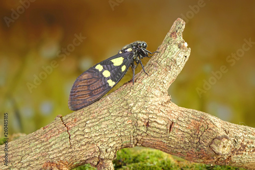 Cicada : Butterfly cicadas with broad multicolor wings. Green and blue color butterfly-wings cicada (Gaeana cheni) is a cicada species from China and Southeast Asia (Thailand, Myanmar) photo