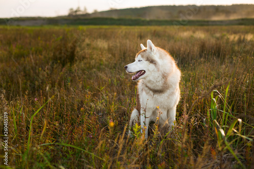 Profile portrait of gorgeous siberian husky dog with brown eyes sitting in the field at golden sunset in fall