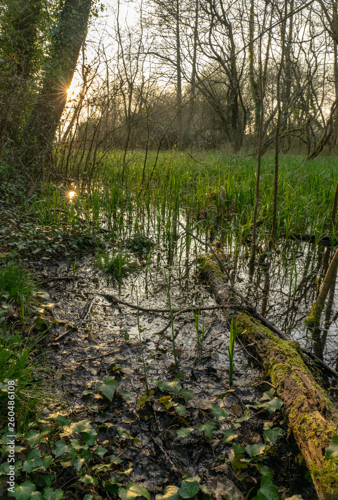 Obraz premium Rotting logs in woodland swamp