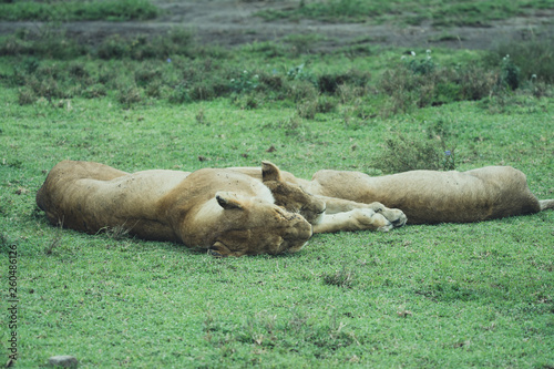 Lion in Ngorongoro photo