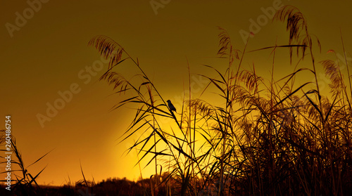 Grassland at sunset