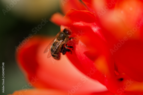 Bee closeup on red flower background © Anna Pismenskova