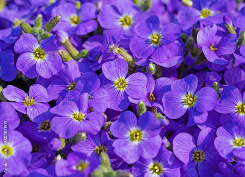 Blüten vom Blaukissen, Aubrieta