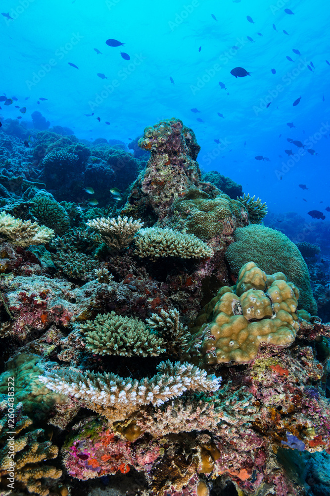 Naklejka premium Diving the Maldives