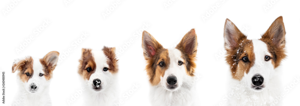 Panorama, Hund zeigt Wachstum oder Wachstumsphase, von Welpe bis  ausgewachsen – Stock-Foto | Adobe Stock