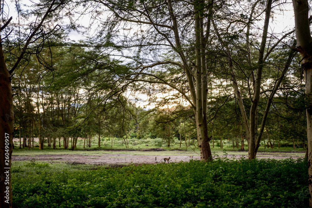 Landscape in Manyara National Park Landscape in Manyara National Park