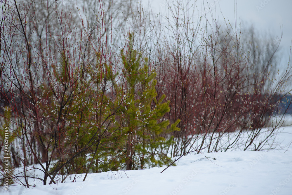 Fototapeta premium Easter willow close up.