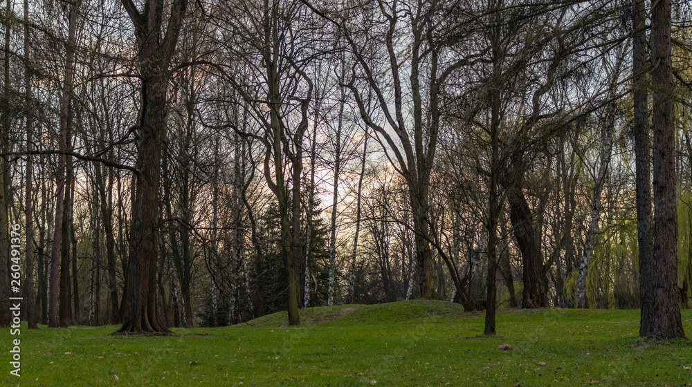 Obraz premium The first symptoms of spring, Aviators Park, Krakow, Poland