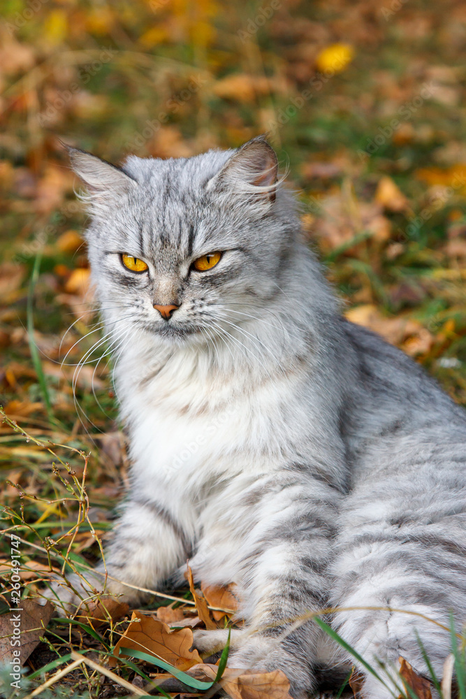 angry gray cat with orange eyes against the background of autumn foliage