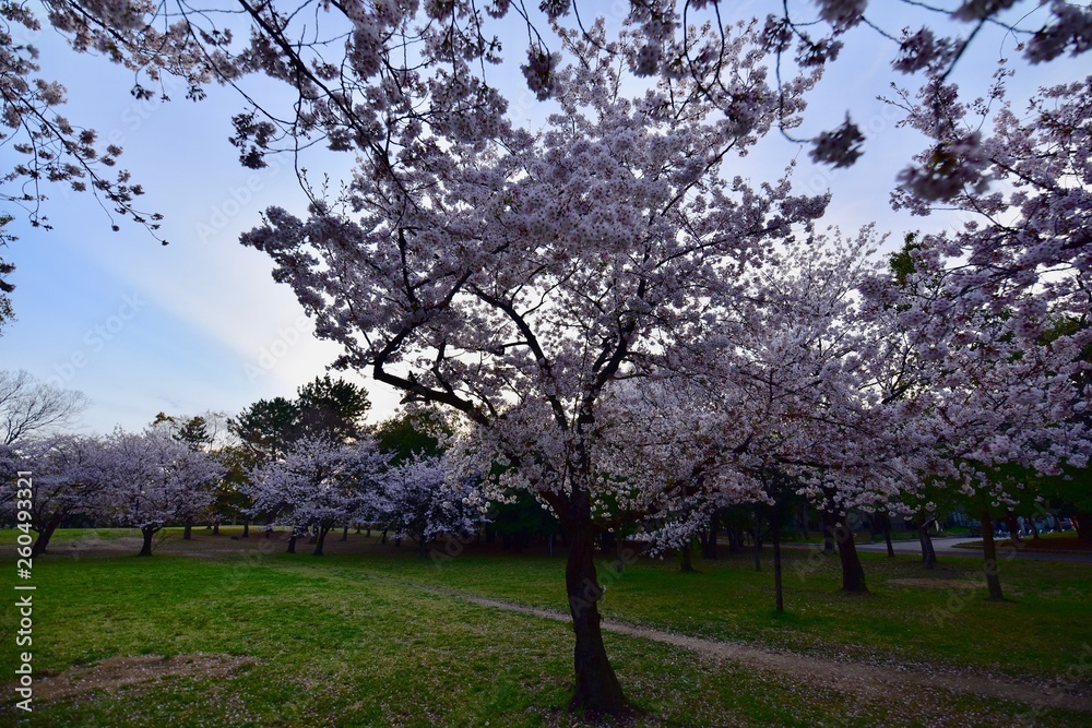 Naklejka premium 日本の夜景の桜