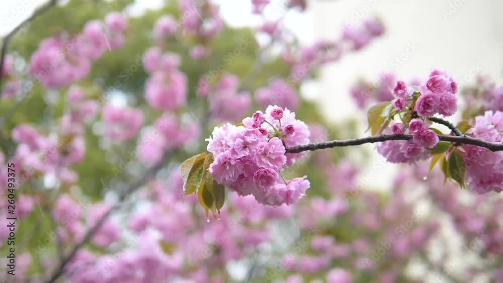 Flowers in spring series: Blossoms of pink cherry flowers in small clusters on a cherry tree branch sway in rainy day, super slow motion. Flowers in spring series: Blossoms of pink cherry flowers in small clusters on a cherry tree branch sway in rainy day, super slow motion.
