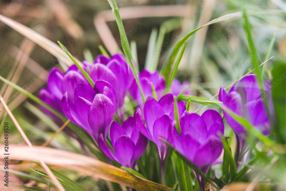 Purple crocuses flowers in the garden, spring time. Purple crocuses flowers in the garden, spring time.