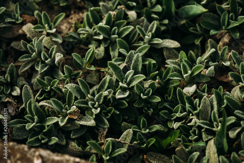 small green plants growing up spring