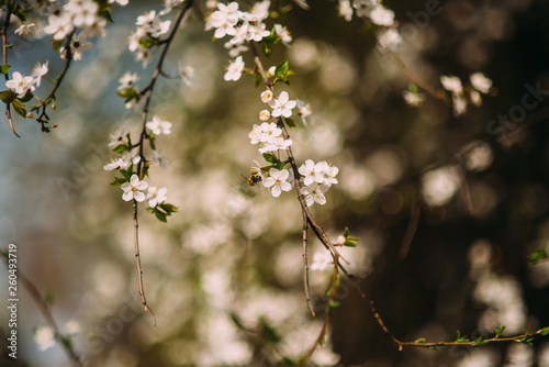 apple tree is blooming in the garden close up