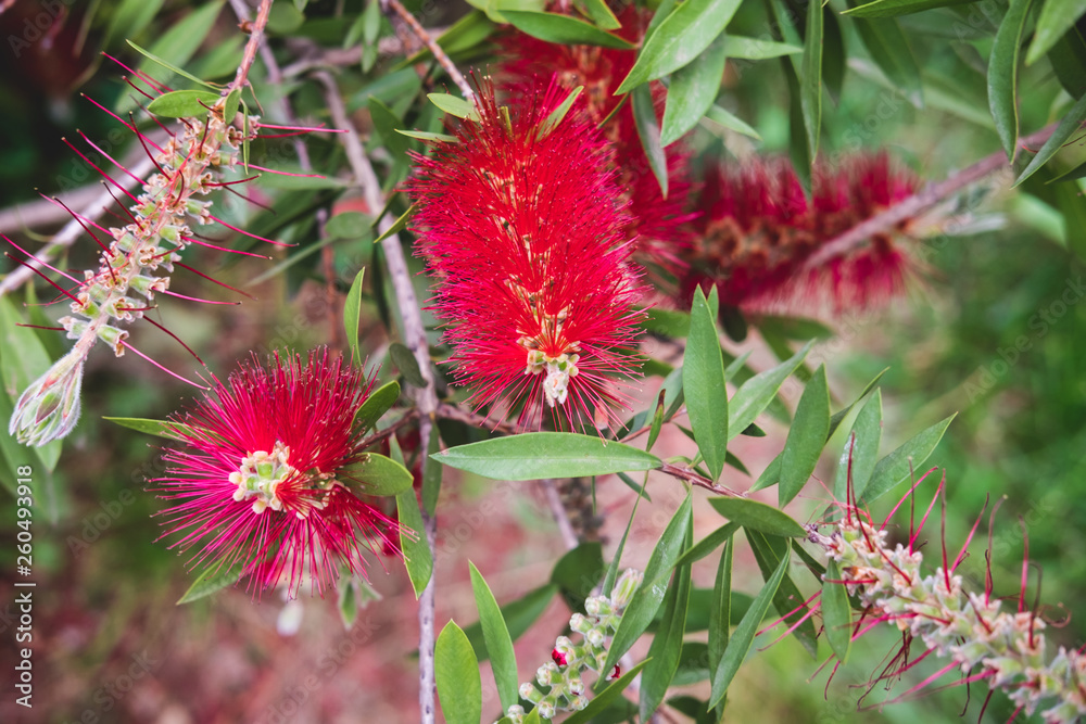 Red Callistemon citrinus flowers with green leaves in exotic tropical garden of Istanbul, Turkey. Callistemon Bottlebrush tree flowers