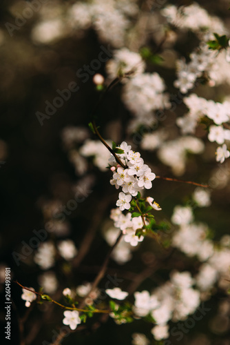 apple tree is blooming in the garden close up