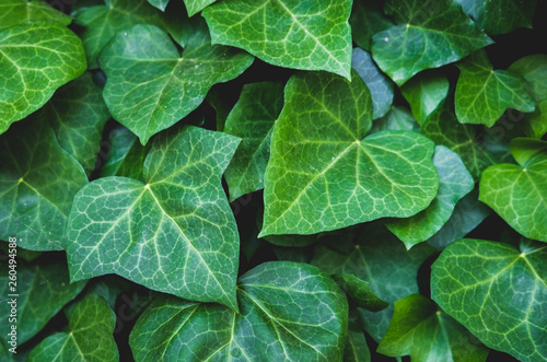 Green floral pattern of leaves. Natural background from above. Top view.