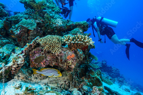 Diving the Maldives © Mina Ryad