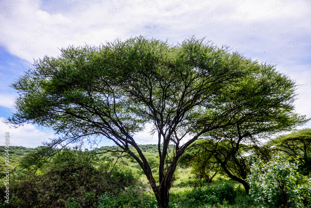 Landscape in Manyara National Park Landscape in Manyara National Park
