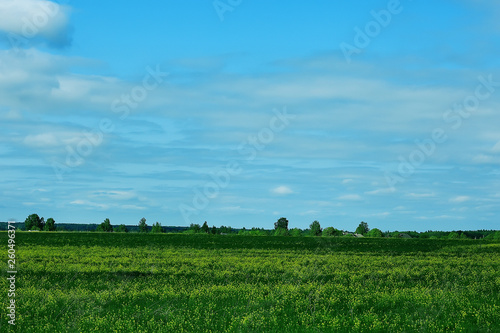 landscape hills with forest