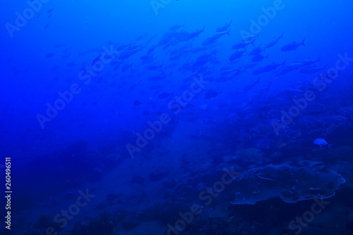 underwater world / blue sea wilderness, world ocean, amazing underwater © kichigin19